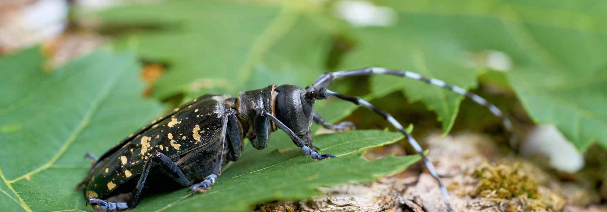 The Asian long-horned beetle: a threat to our trees?