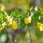 Invasive plant: should we be afraid of the Chilean Nasturtium?