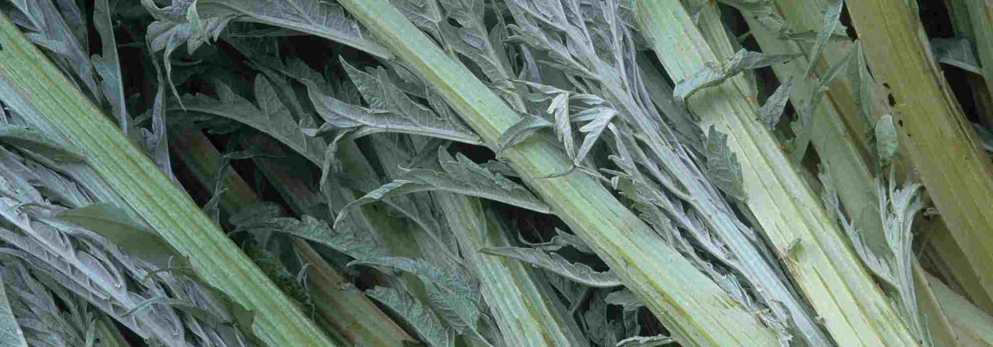 Growing cardoon, a vegetable with tasty midribs