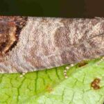 How and when to use codling moth traps?