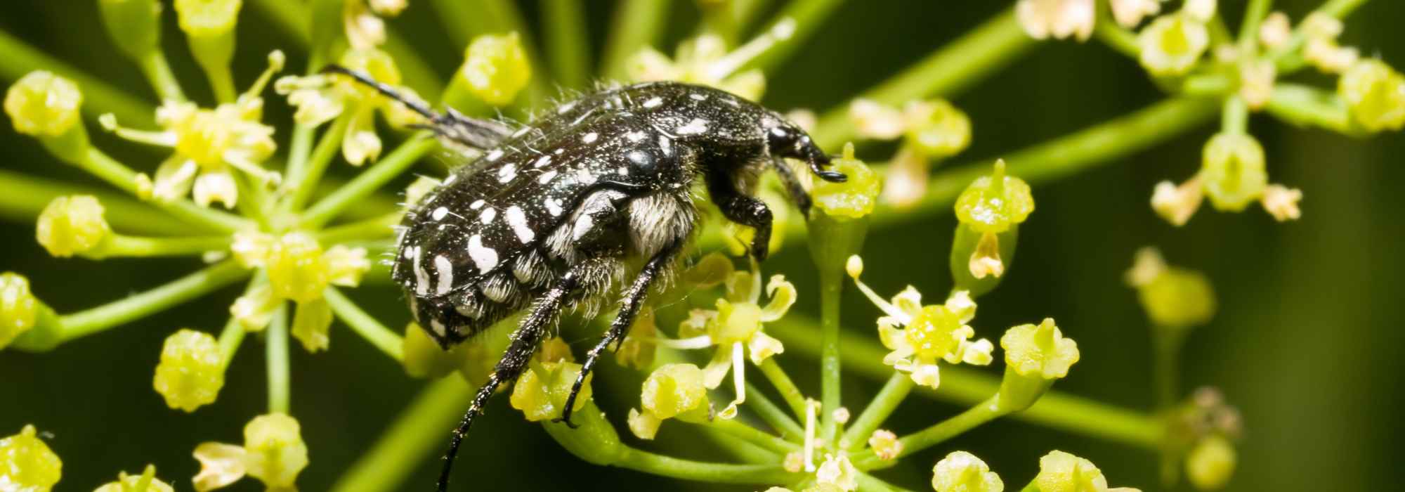 Is deadly flower chafer really a problem?