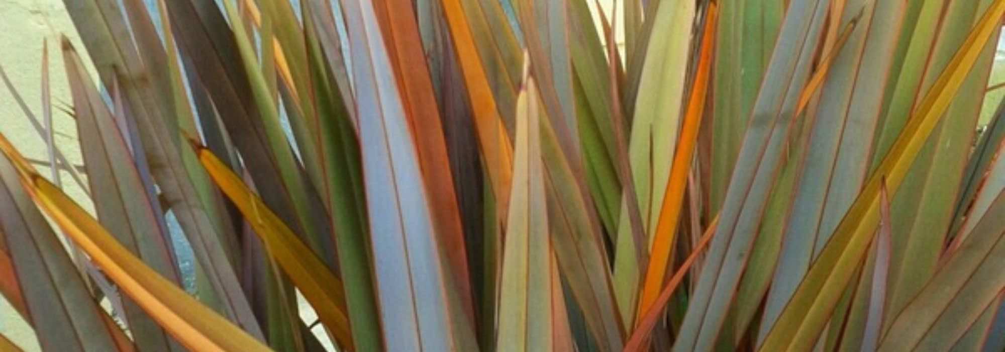 How to choose a Phormium?