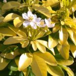 What is the best place for the Mexican orange blossom?