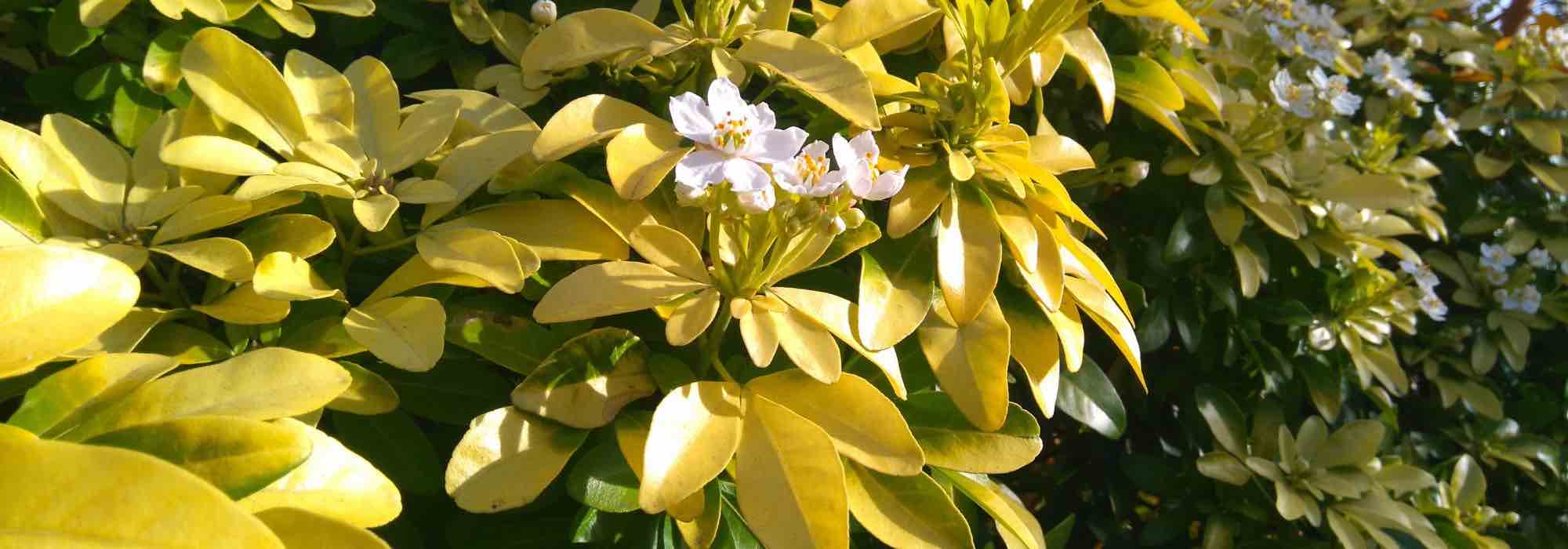 What is the best place for the Mexican orange blossom?