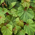 How to recognise a perennial begonia?