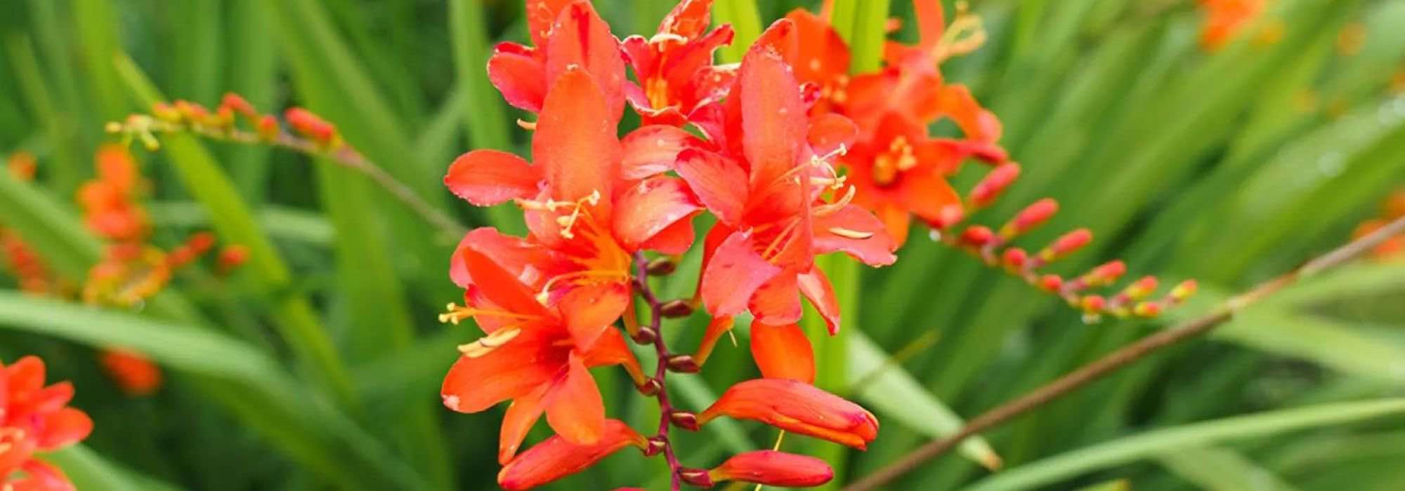 Small gardens and flowering pots: opt for compact Crocosmias!