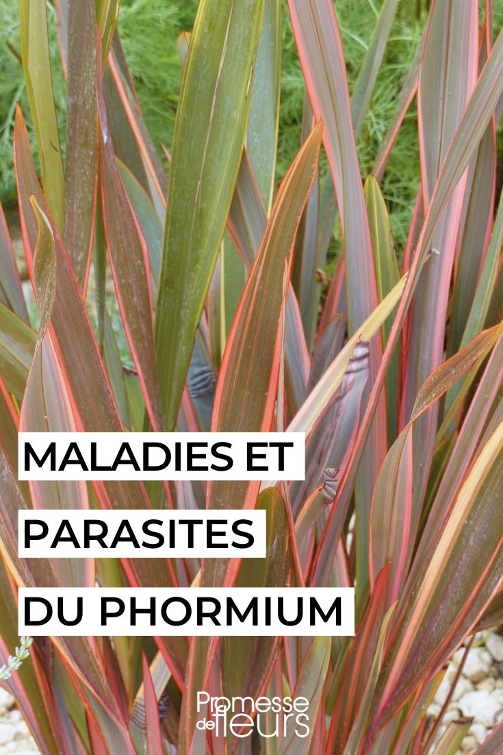 Treatment of diseased New Zealand flax