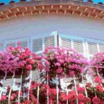 Fertilisers for window boxes and planters: when and how to use them?