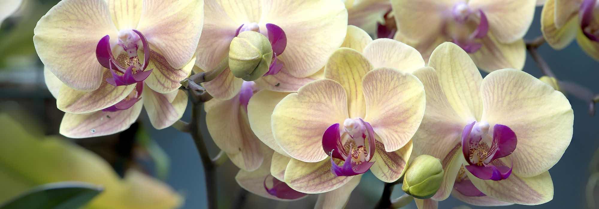 How to successfully grow epiphytic plants?