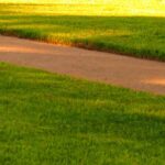 Which lawn grasses should be sown on dry soil?