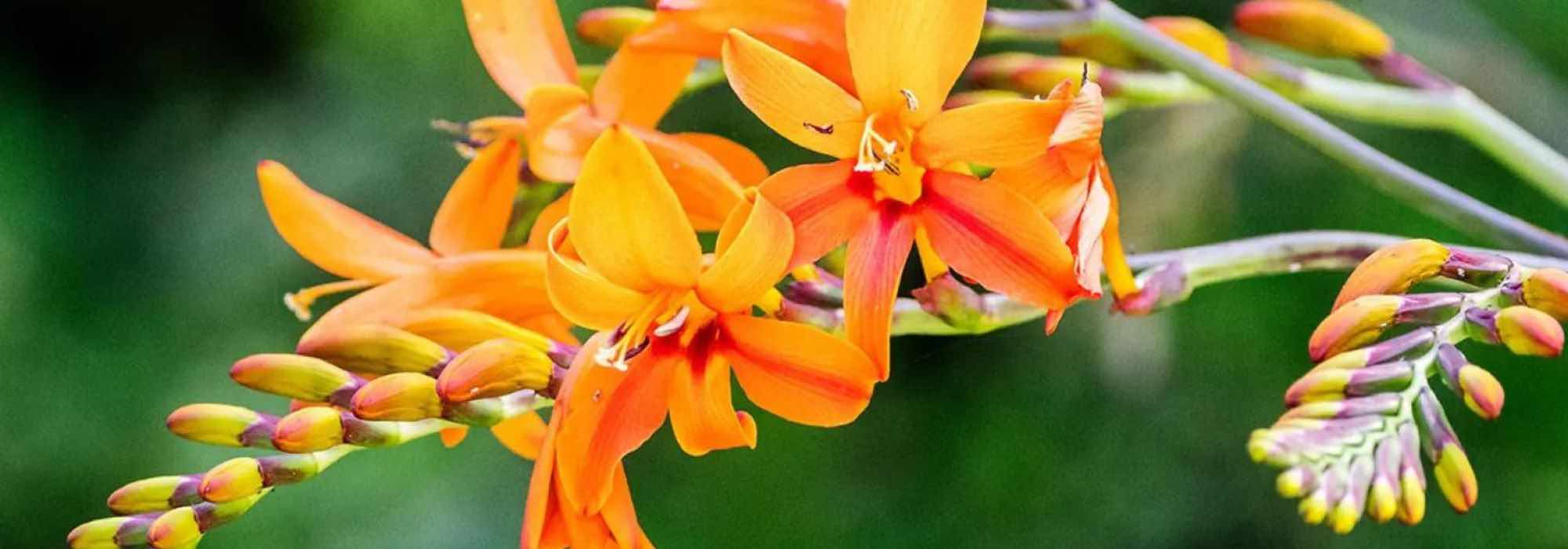 Crocosmias with tall flowers: our selection for a majestic garden