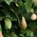 The easiest fruit trees to grow in the garden