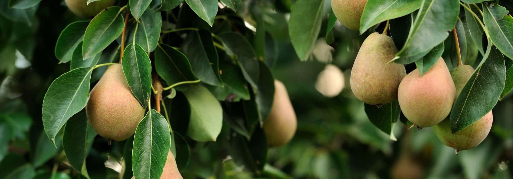 The easiest fruit trees to grow in the garden