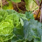 Pros and cons of permaculture in the garden