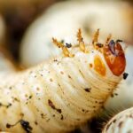 Flower chafer larvae and cockchafer larvae: what are the differences?