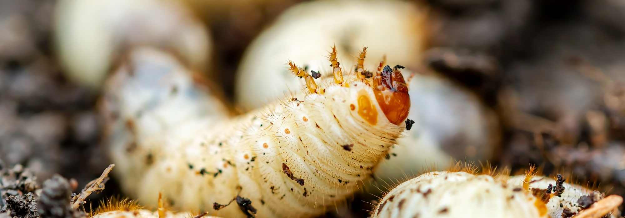 Flower chafer larvae and cockchafer larvae: what are the differences?