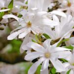 What is the best place for a magnolia?