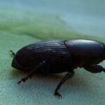 Diseases and parasites of Beschorneria