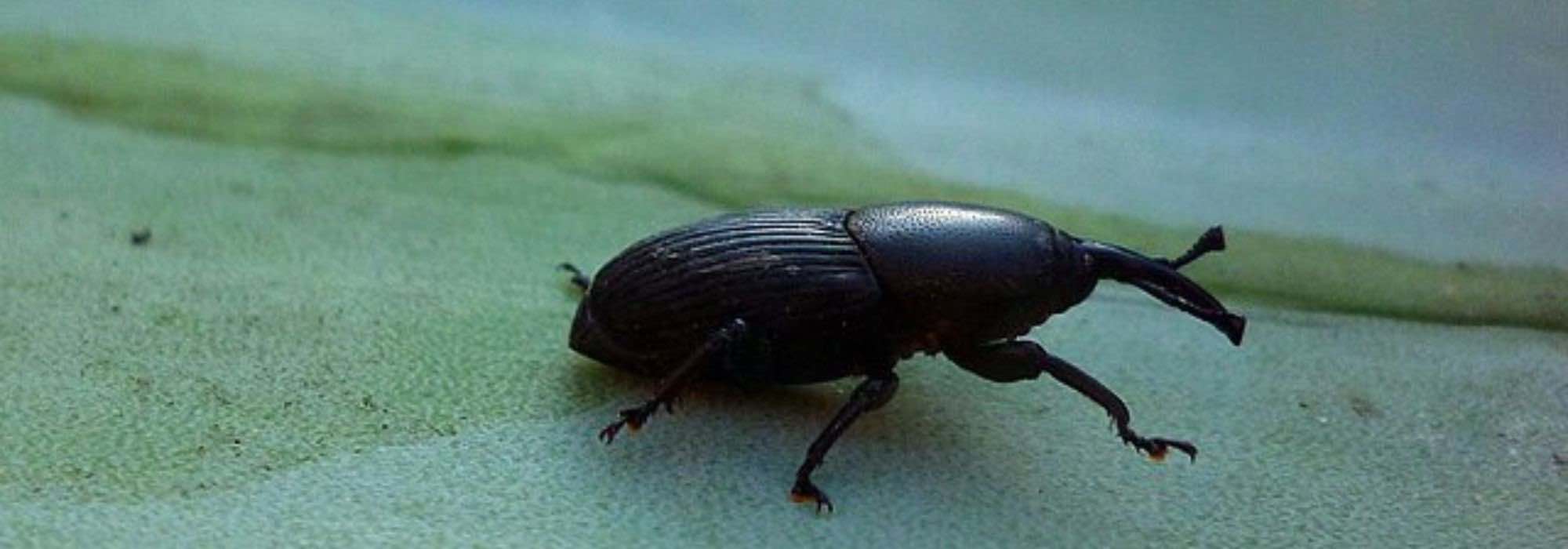 Diseases and parasites of Beschorneria