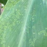 Cordyline diseases and parasitic pests