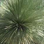 Diseases and parasitic pests of Dasylirion