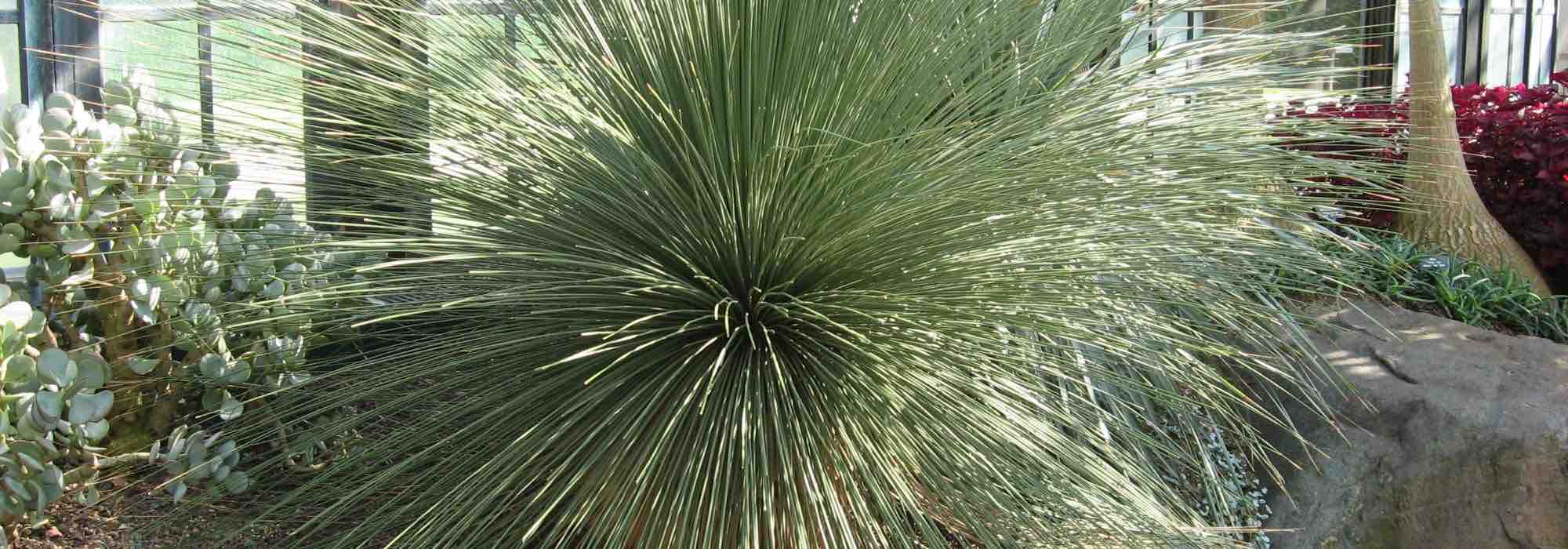 Diseases and parasitic pests of Dasylirion