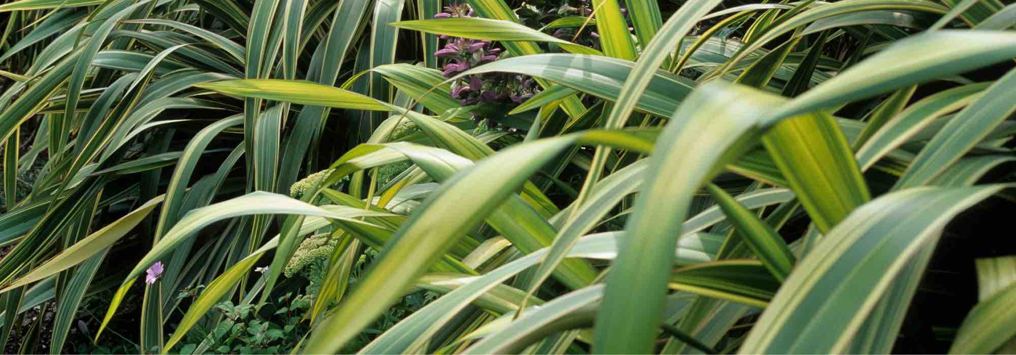 Phormium diseases and parasites