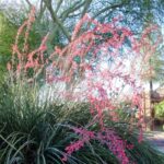 How to propagate <i>Hesperaloe</i> or red yucca?