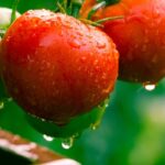 The tomato leafminer, a pest from the South.
