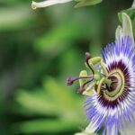 What is the best place to plant a passion flower?