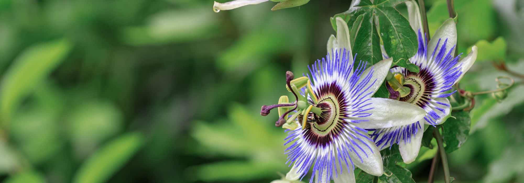 What is the best place to plant a passion flower?