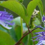 The most fragrant passionflowers: how to choose them and grow them successfully?