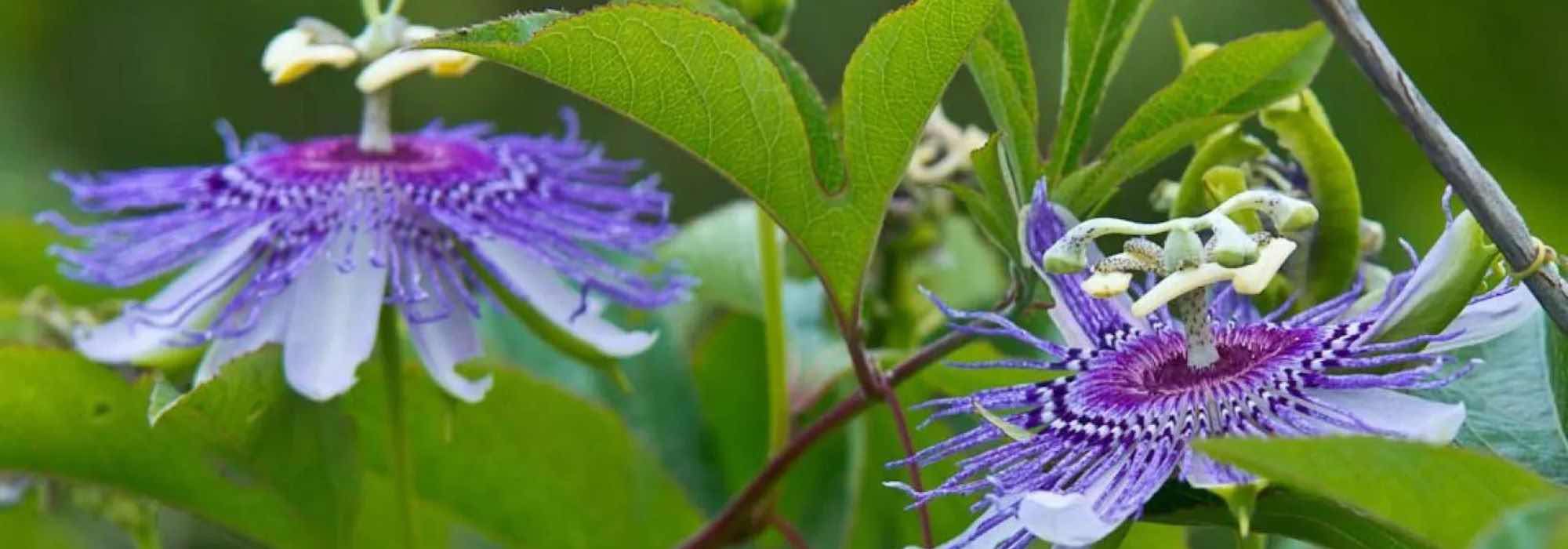 The most fragrant passionflowers: how to choose them and grow them successfully?