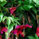 7 pink-flowered passion flowers to brighten up the garden