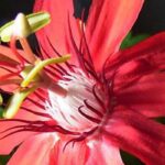 The most beautiful passion flowers with red flowers