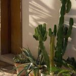 Taking indoor plants outdoors during warmer months: all our tips