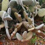 How to plant an Opuntia in the ground?