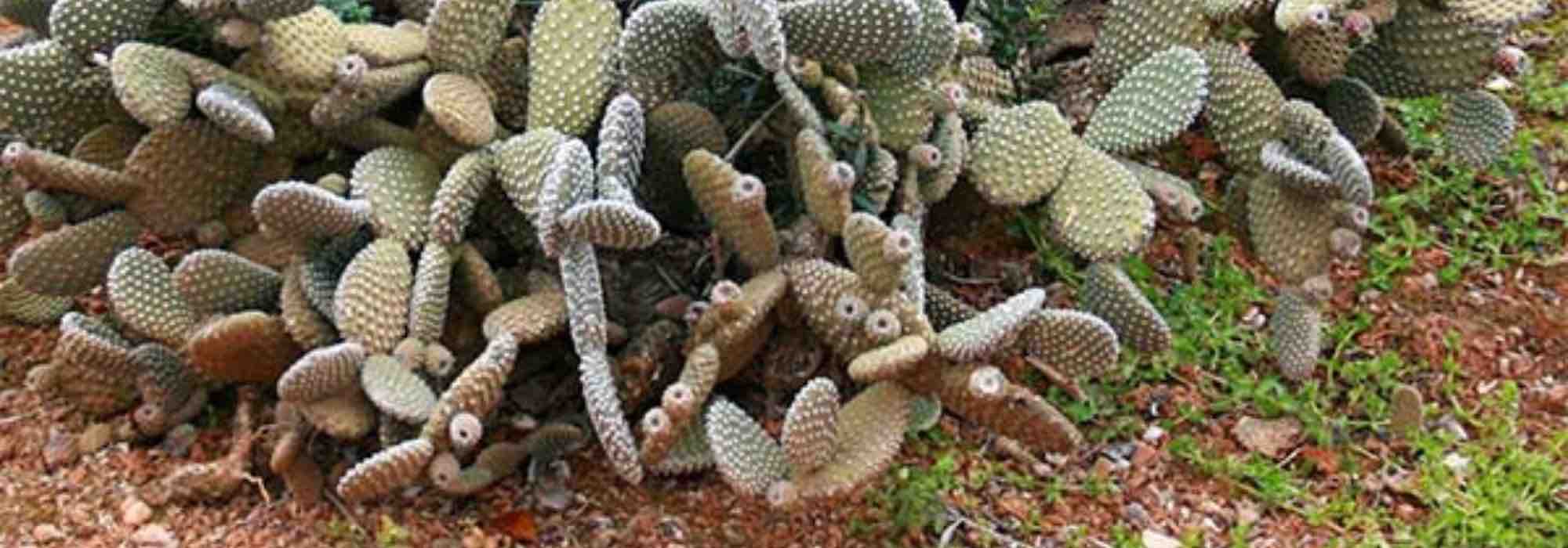How to plant an Opuntia in the ground?