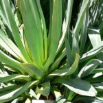 Growing Beschorneria in pots