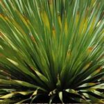 Growing Dasylirion in pots