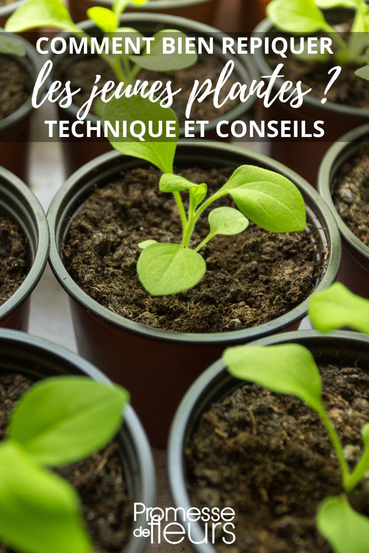 transplanting