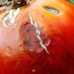 My tomatoes are misshapen: causes and natural remedies