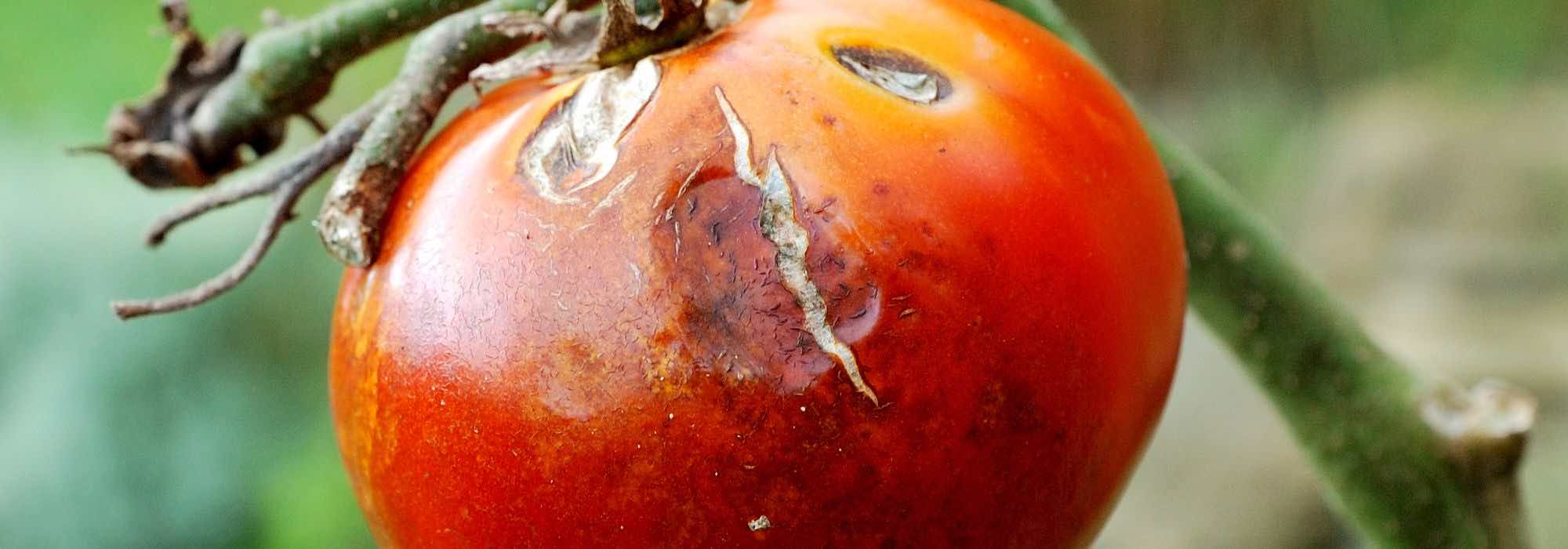 My tomatoes are misshapen: causes and natural remedies
