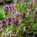 How to use dead-nettle in cooking?