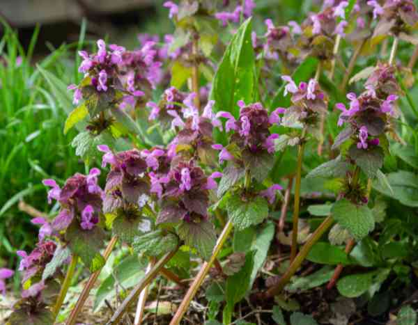 How to use dead-nettle in cooking?