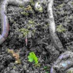 How to encourage soil life in the garden?