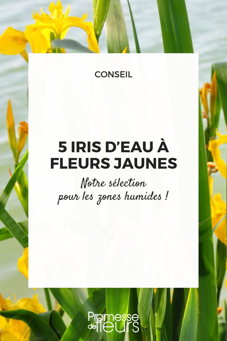 5 water irises with yellow flowers Yellow flag iris