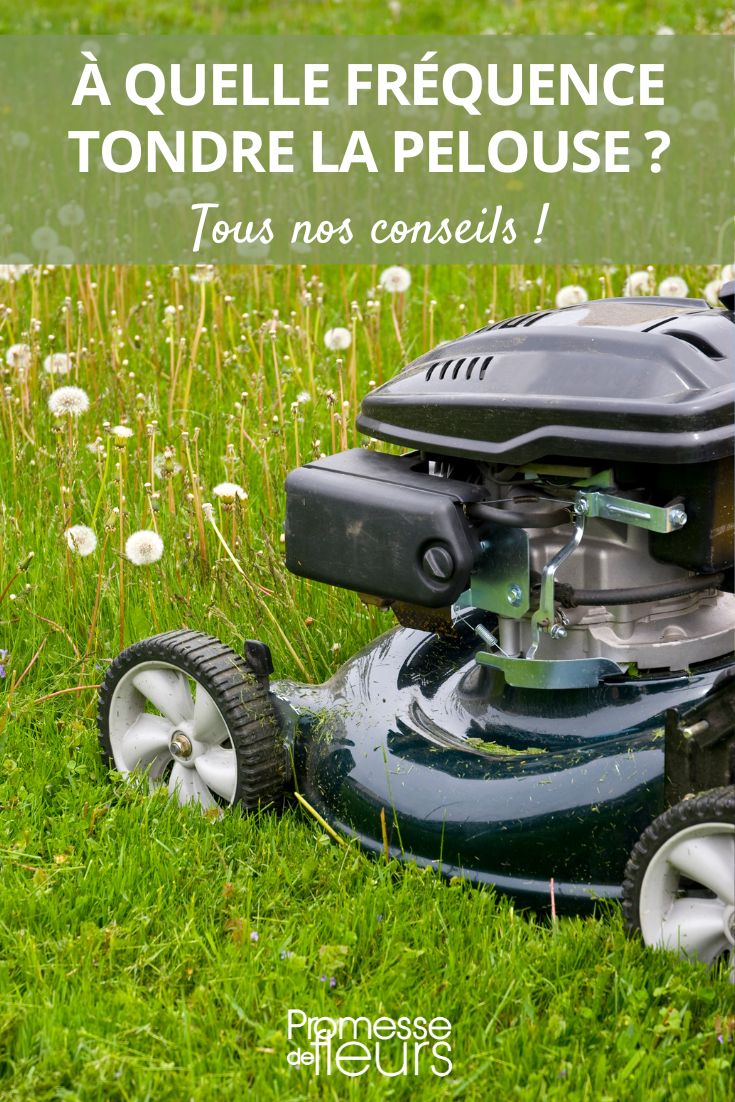 How often should the short grass meadow be mowed? **Lawn Mowing Tips**
Mowing the **short grass meadow** is an essential task to maintain a healthy and beautiful lawn. Here are some tips to help you achieve the best results:
1. **Frequency**: Regular mowing is key to a healthy lawn. Aim to mow once a week during the growing season.
2. **Height**: Adjust the cutting height of your mower according to the type of grass in your lawn. For most grasses, a cutting height of around 2.5 to 3 inches is ideal.
3. **Sharp Blades**: Make sure your mower blades are sharp to ensure a clean cut. Dull blades can tear the grass, leaving it vulnerable to diseases.
4. **Alternate Directions**: Change the mowing direction each time you mow to prevent the grass from leaning in one direction.
5. **Clippings**: Leaving grass clippings on the lawn can provide nutrients. However, if the grass is too long, it's best to collect the clippings to avoid smothering the lawn.
6. **Avoid Mowing Wet Grass**: Mow when the grass is dry to prevent clumping and uneven cuts.
7. **Trim Edges**: Don't forget to trim the edges of the lawn for a clean and polished look.
By following these tips, you can maintain a healthy and vibrant **short grass meadow** that will be the envy of your neighbours.