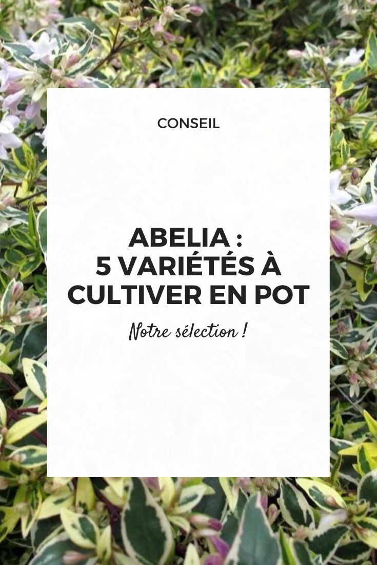 Abelia 5 varieties to grow in pots Abelia in a pot