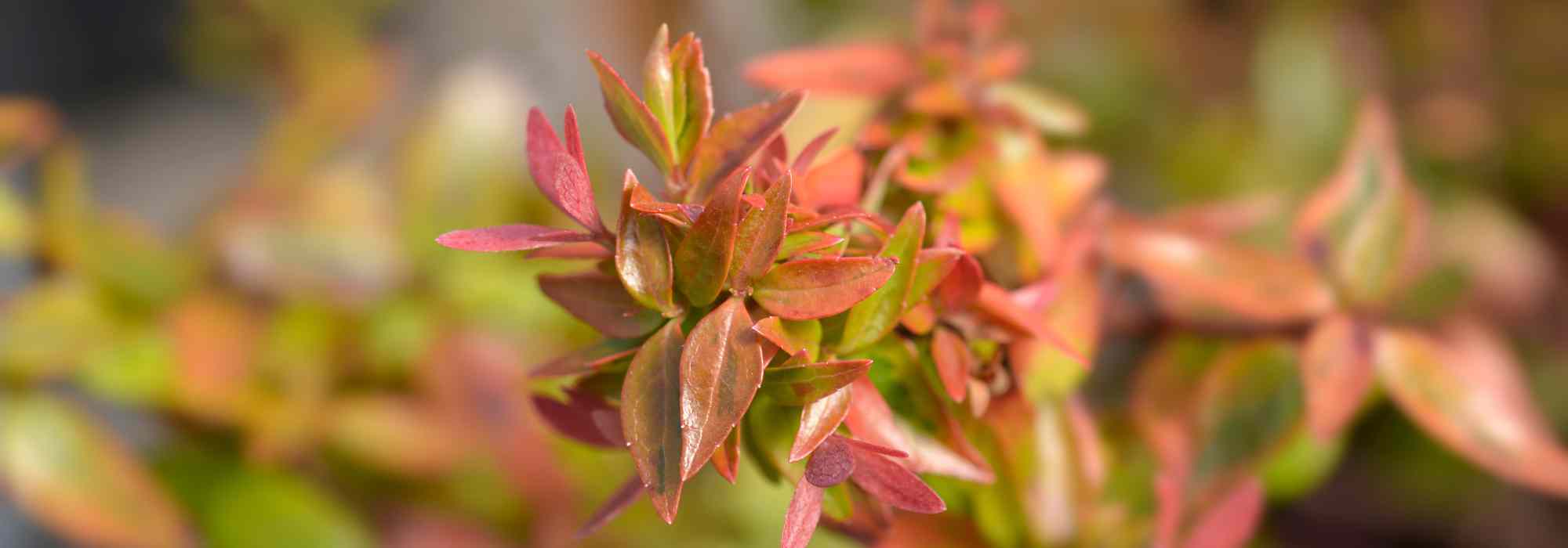Abelia: 5 varieties to grow in pots